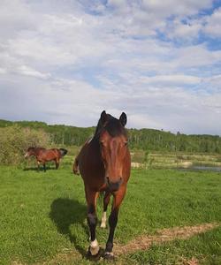 Brown horse 