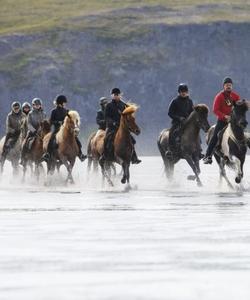 Iceland Riding