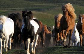 Iceland Horse Riding