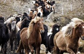 Horse round up in Iceland 