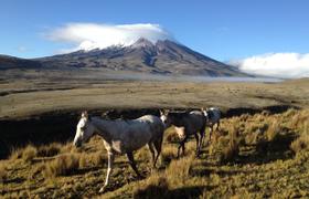 Ecuador Horses