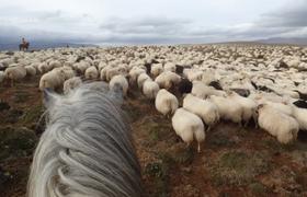 Iceland Sheep