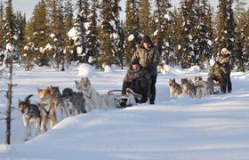 Dog Sledding Tour