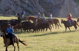 Chasing cattle  