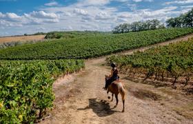 Horse riding in vineyards