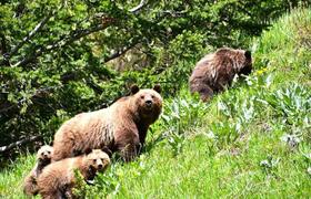 Grizzly bears 