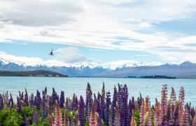 Lupin field 