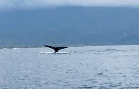 Whales watching 
