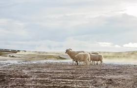 Iceland Sheep