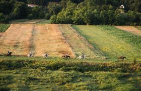 Bosnia Horse Riding