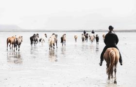 Iceland Riding