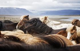 Horses in Iceland