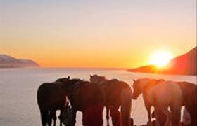 Iceland Horse Riding