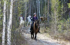 Sweden Horseriding