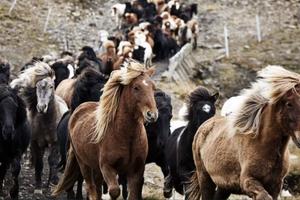Horse round up in Iceland 