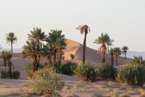 Touareg desert