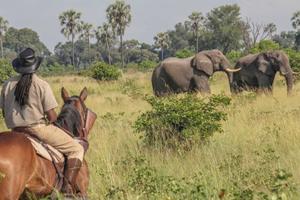 Botswana Riding Safari