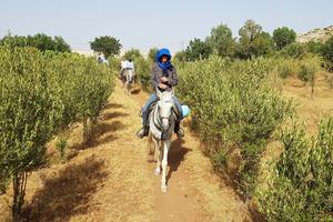 Argan forest