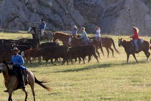 Chasing cattle  