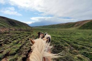 Iceland Horse Riding