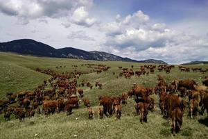 Moving cows 