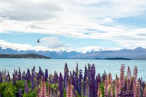 Lupin field 