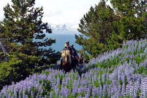 Iceland Horse Riding