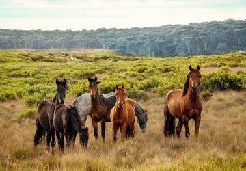 Top Destinations For Horseback Riding in the Mountains