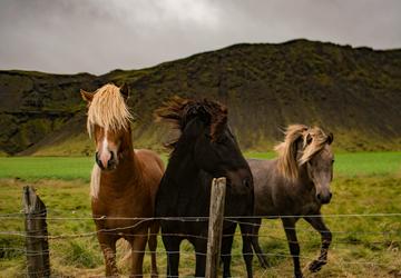 Horse-Powered Journeys: The Best Locations in Iceland for Horseback Riding