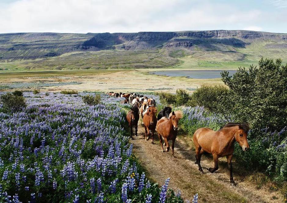 A herd of horses in Southern Iceland