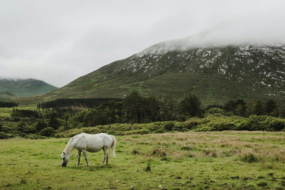 A white horse grazing in a field with mountains in the background